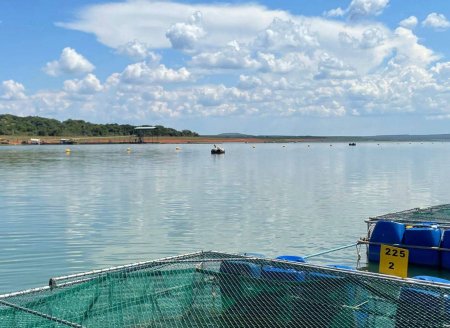  Peixe MG tem ajudado no fortalecimento da tilapicultura mineira