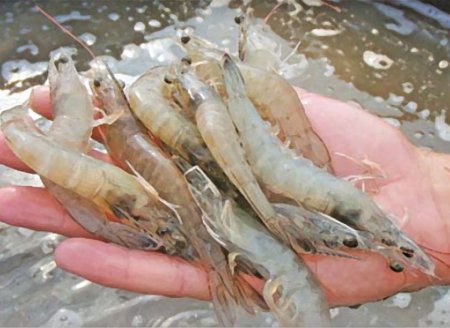 ​Perfil lipídico e a relação com o cultivo de camarões em baixa salinidade