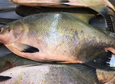Surto  de 'urina preta' faz governo amazonense solicitar suspensão do consumo de três tipos de peixes