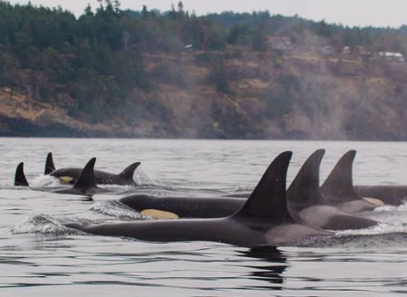 ​Orcas vivem mais quando têm avó