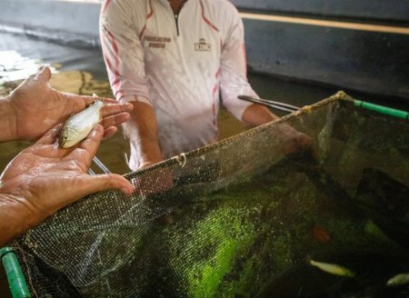 Piscicultura: saiba quem é o maior produtor de dourado do país