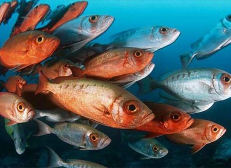 Sul lidera produção nacional de peixes