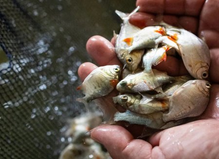 ​Bem-estar dos peixes: conheça práticas que favorecem a qualidade da carne