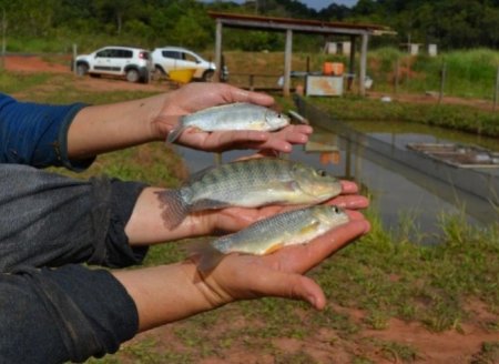 ​Boletim do Instituto de Pesca publica estudos sobre Aquicultura Multitrófica Integrada e Bioflocos