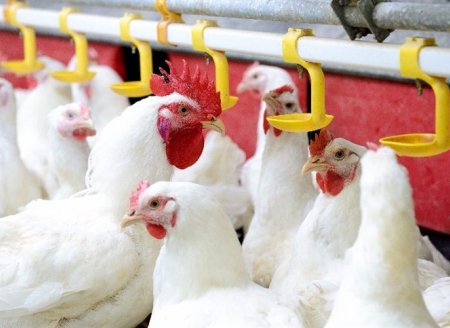 Galinhas engordam com farinha de tripas de peixe