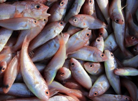 ​Quais são os Peixes mais Populares em Portugal