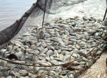  Paraná cria Associação de Produtores de Peixes para impulsionar piscicultura