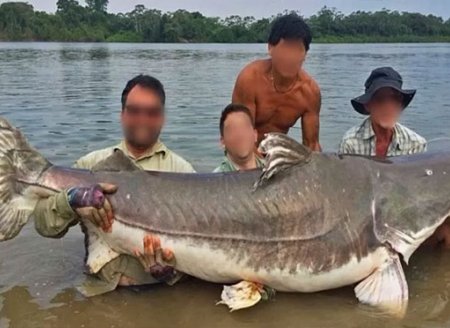 ​Peixes gigantes de até três metros somem na Amazônia e centenas fazem busca