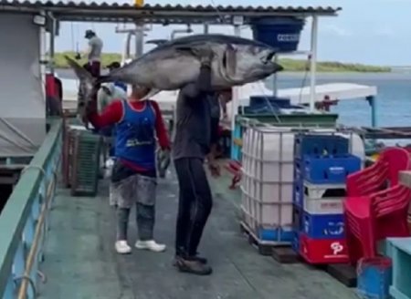 Mineração em alto mar pode impactar a pesca do atum, diz estudo