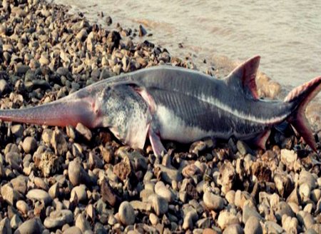​Primeira espécie extinta de 2020: um peixe de até sete metros de comprimento