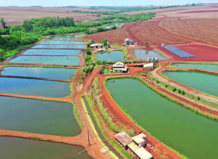  Produção em escala do tambaqui e industrialização de coprodutos da tilápia podem tornar o Brasil mais competitivo na piscicultur