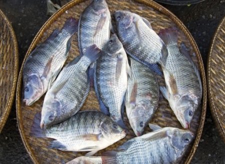 ​O protagonismo do Brasil na produção mundial de pescado  