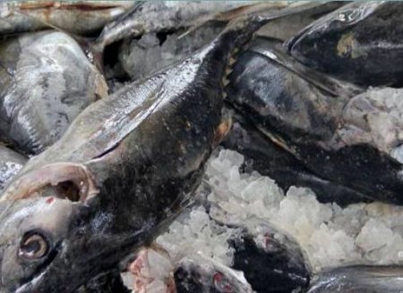 ​Ceará aumenta produção de atum e mira em exportação à UE