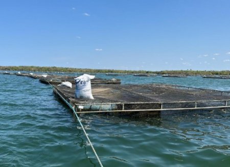 Nutrição de alta tecnologia ajuda nos desafios de criar peixes em altas temperaturas