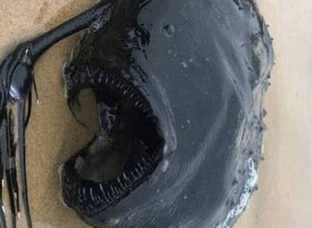 Peixe predador do fundo do mar aparece em praia da Califórnia