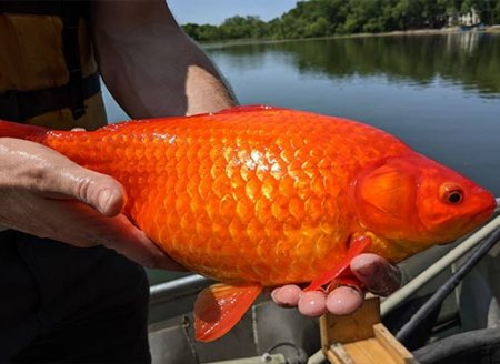 ​Cidade dos EUA alerta moradores após encontrar 'peixe-dourado gigante' em lago; espécie é considerada invasora