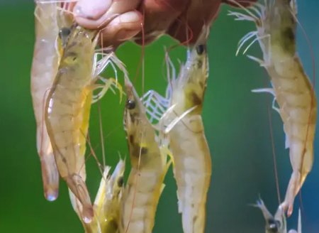 ​Desafio Like a Farmer vai premiar startups com soluções para a aquicultura do país