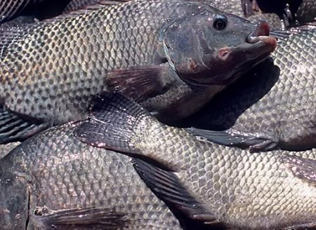 Abertura de novos mercados faz Brasil mirar protagonismo em peixes de cultivo até 2022