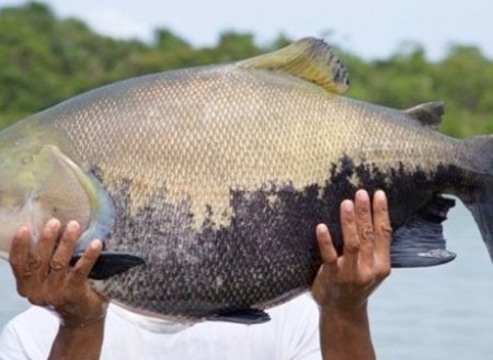 ​Tocantins apresenta cenário ideal para estar entre os maiores produtores de peixes do país