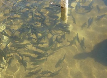 Onda de calor afeta a criação de peixes em São Paulo