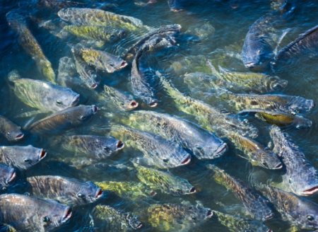 Brasil deve produzir um milhão de toneladas de peixes pela primeira vez