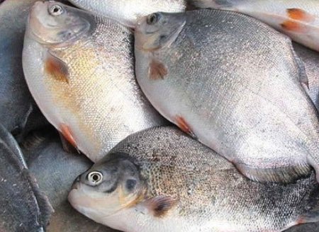 Preços em alta do pescado na China é nova questão no mercado de alimentos
