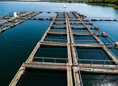 Monocultivo e policultivo: entenda as diferenças da criação de peixes