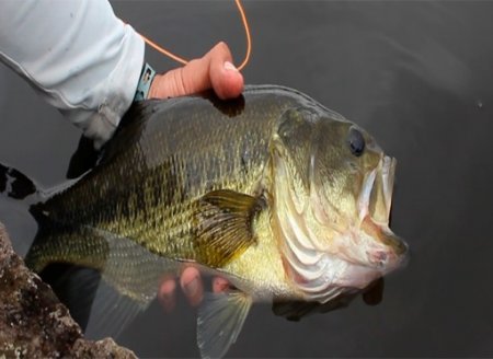 Autorização  de captura do black bass no RS gera debate