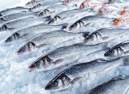 Peixe  BR pede liberação da exportação da piscicultura para união europeia