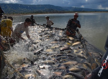 Simpósio do Desenvolvimento da Aquicultura mostra potencial da cadeia da produção de peixe no Tocantins