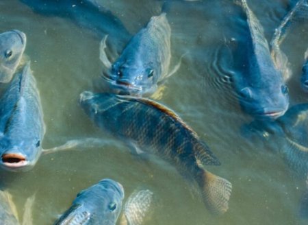  Peixes Projeto Tilápias do Oeste do Paraná trabalha para impulsionar o setor