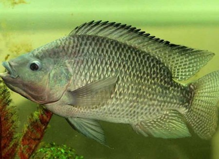 Tilápia: uma espécie universal no mundo do pescado   