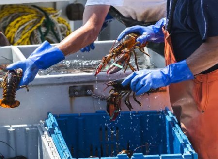 Governo suspende regras para pesca da lagosta durante a pandemia de coronavírus