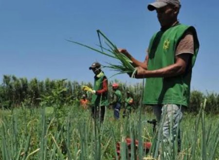 Câmara inclui agricultores familiares e pescadores artesanais em auxílio emergencial na pandemia