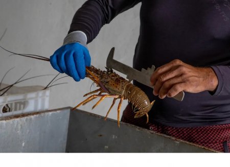 ​Maior parte da lagosta brasileira tem origem na pesca ilegal