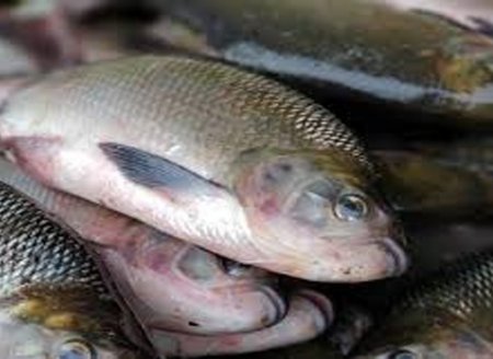 GO: piscicultores esperam produzir 20 toneladas de peixe por mês em Minaçu  