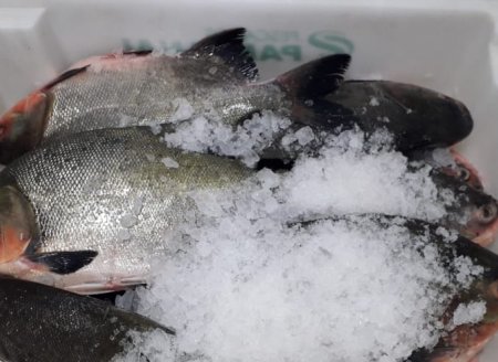 Tocantins conta com primeiro entreposto de pescado habilitado no serviço de inspeção estadual