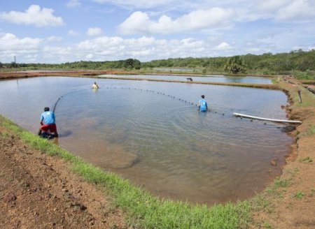 ​SENAR fortalece a piscicultura do Tocantins com Assistência Técnica e Capacitação