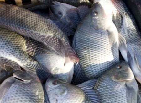 ​Peixes de cultivo não provocam a doença da Urina Negra