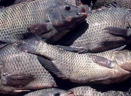 ​Criação de peixes e camarão registrou alta no Brasil em 2019