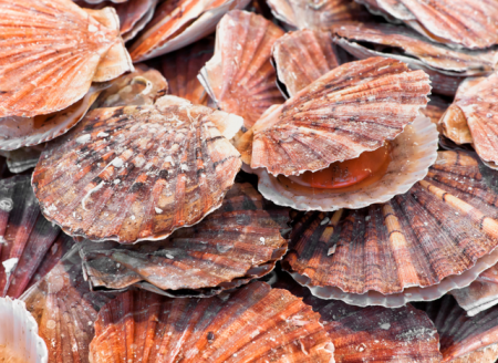 Programa Nacional de Moluscos Bivalves Seguros é implementado