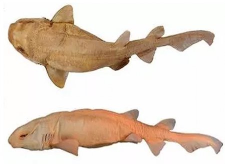 ​Nova espécie de tubarão é encontrada em Santa Catarina e Rio de Janeiro