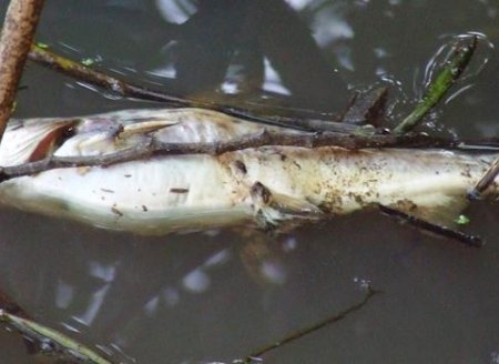 Polícia Ambiental investiga mortandade de peixes no rio Paranapanema em Salto Grande