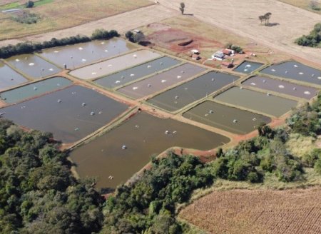 AGRO: Criação de peixes é viável em pequenas e grandes propriedades; cooperados da Cocari podem solicitar avaliação da área