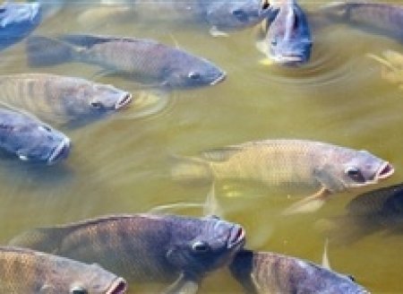 Demanda de farinha de tilápia para rações aumenta