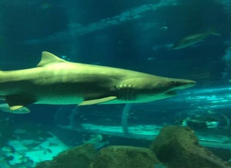 Pesquisas do Instituto de Pesca com tubarões e raias em cativeiro trazem mais conhecimento sobre as espécies e contribuem para preservação