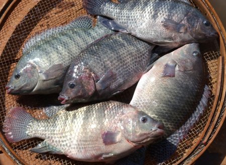   Tocantins lança cartilha digital sobre cultivo de tilápias