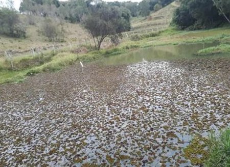 Planta aquática impede entrada de luz em tanque de pesca; o que fazer?