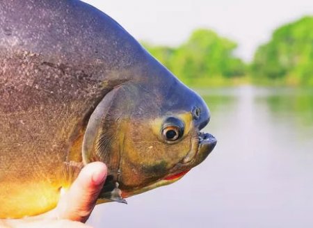 ​Manual orienta sobre salmonela em tambaqui e peixes redondos