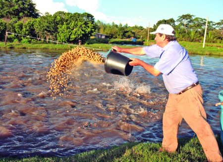 ​Produção brasileira de peixes de cultivo segue crescente